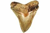 Serrated, Fossil Megalodon Tooth - Indonesia #214803-1
